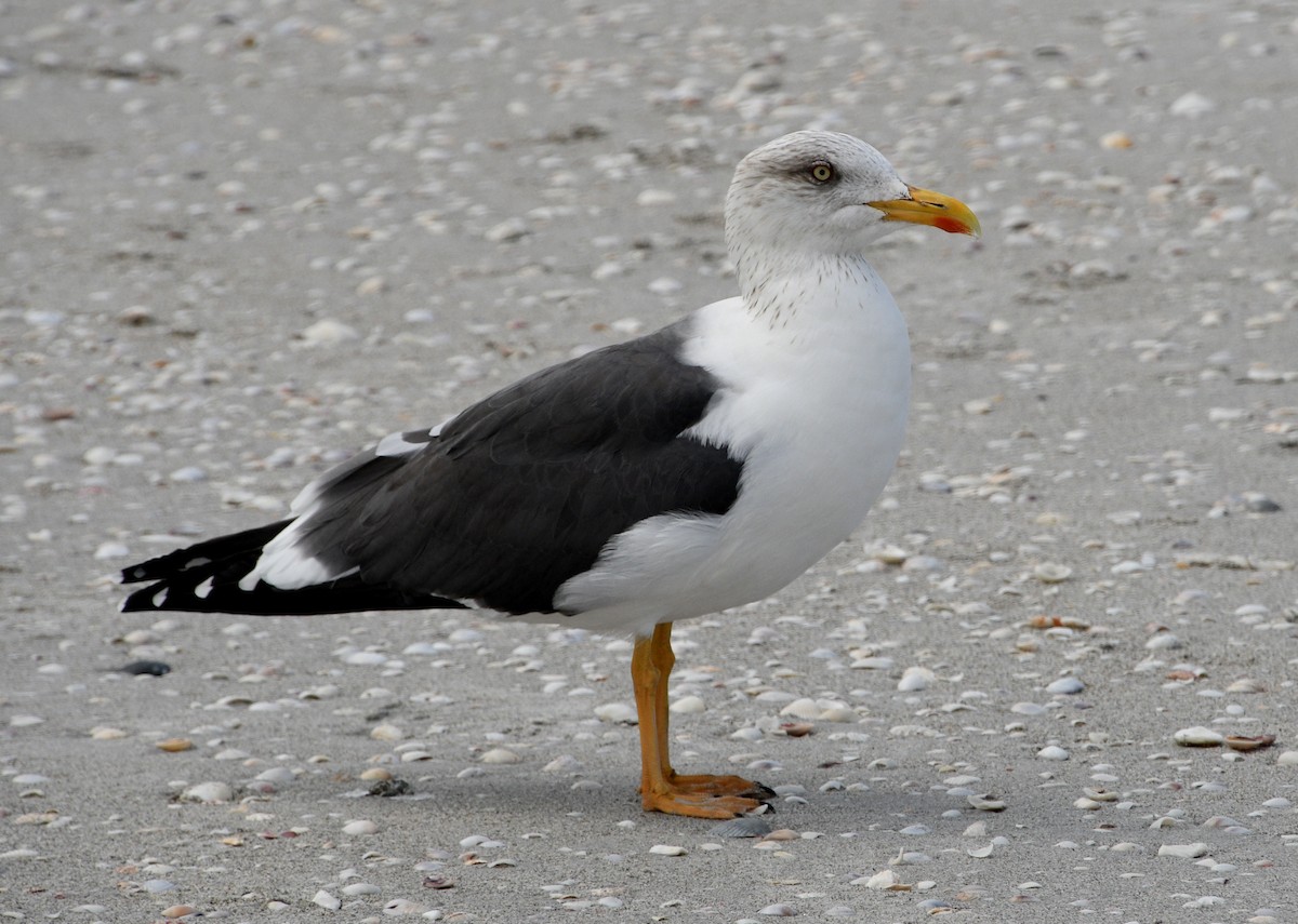 Lesser Black-backed Gull - ML613655309