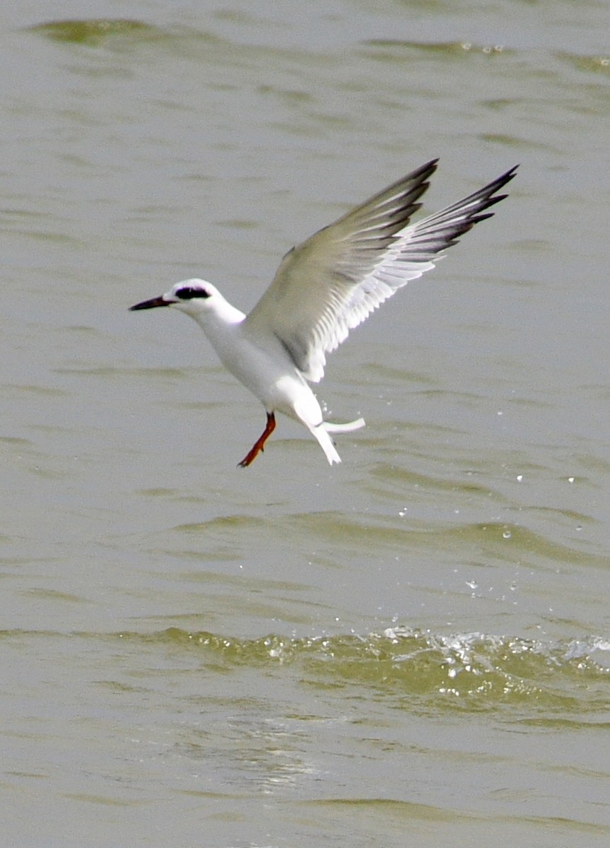 Forster's Tern - ML613655323