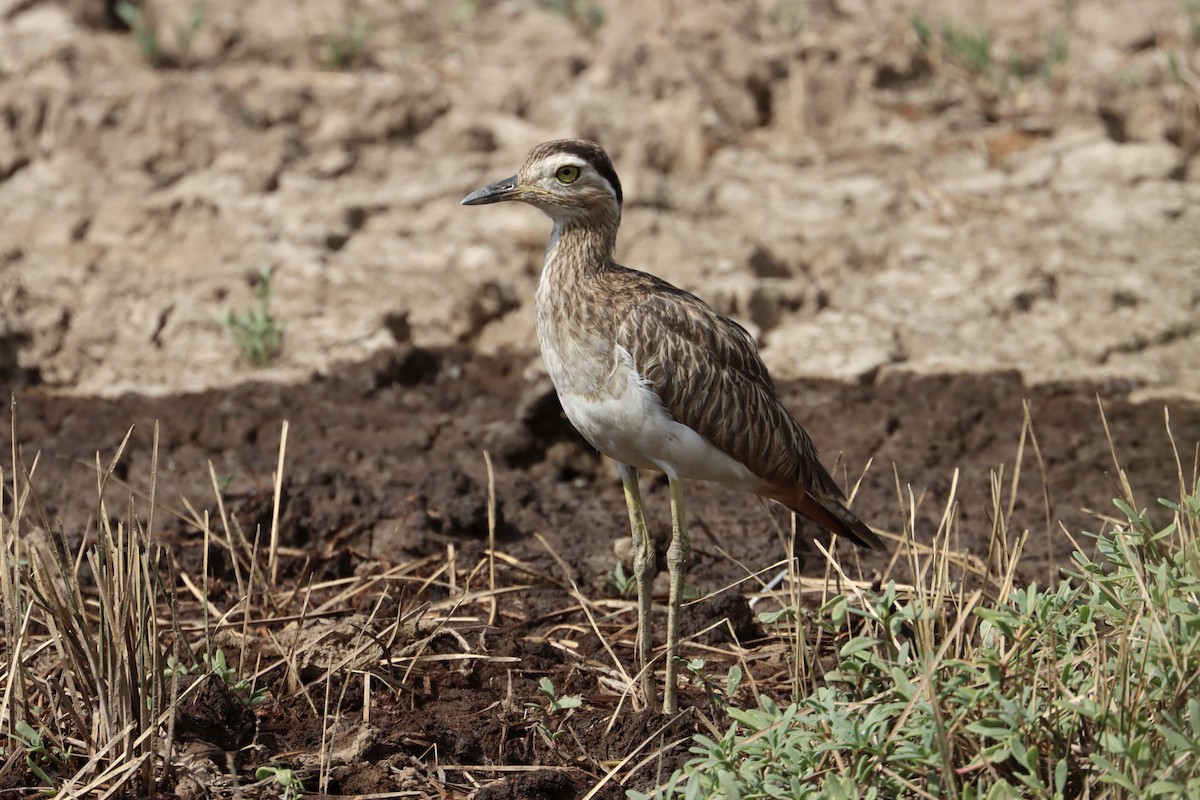 Double-striped Thick-knee - ML613655351