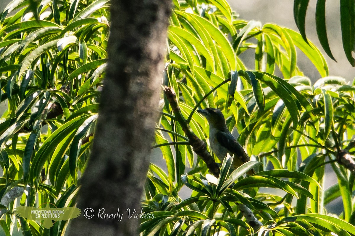 Black-capped Becard - Randy Vickers