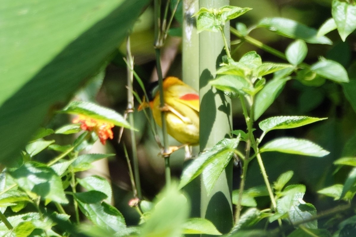 Leiótrix Cariblanco (grupo argentauris) - ML613655421