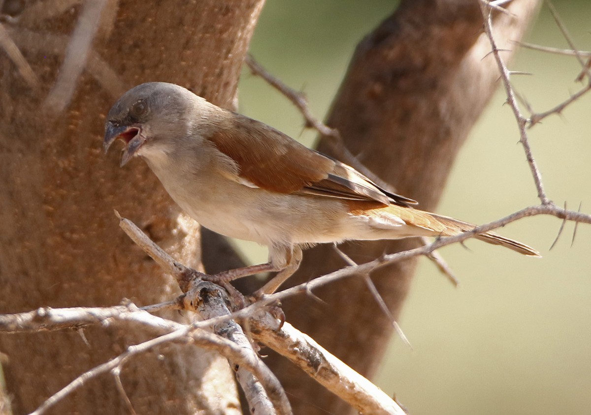 Northern Gray-headed Sparrow - ML613655454