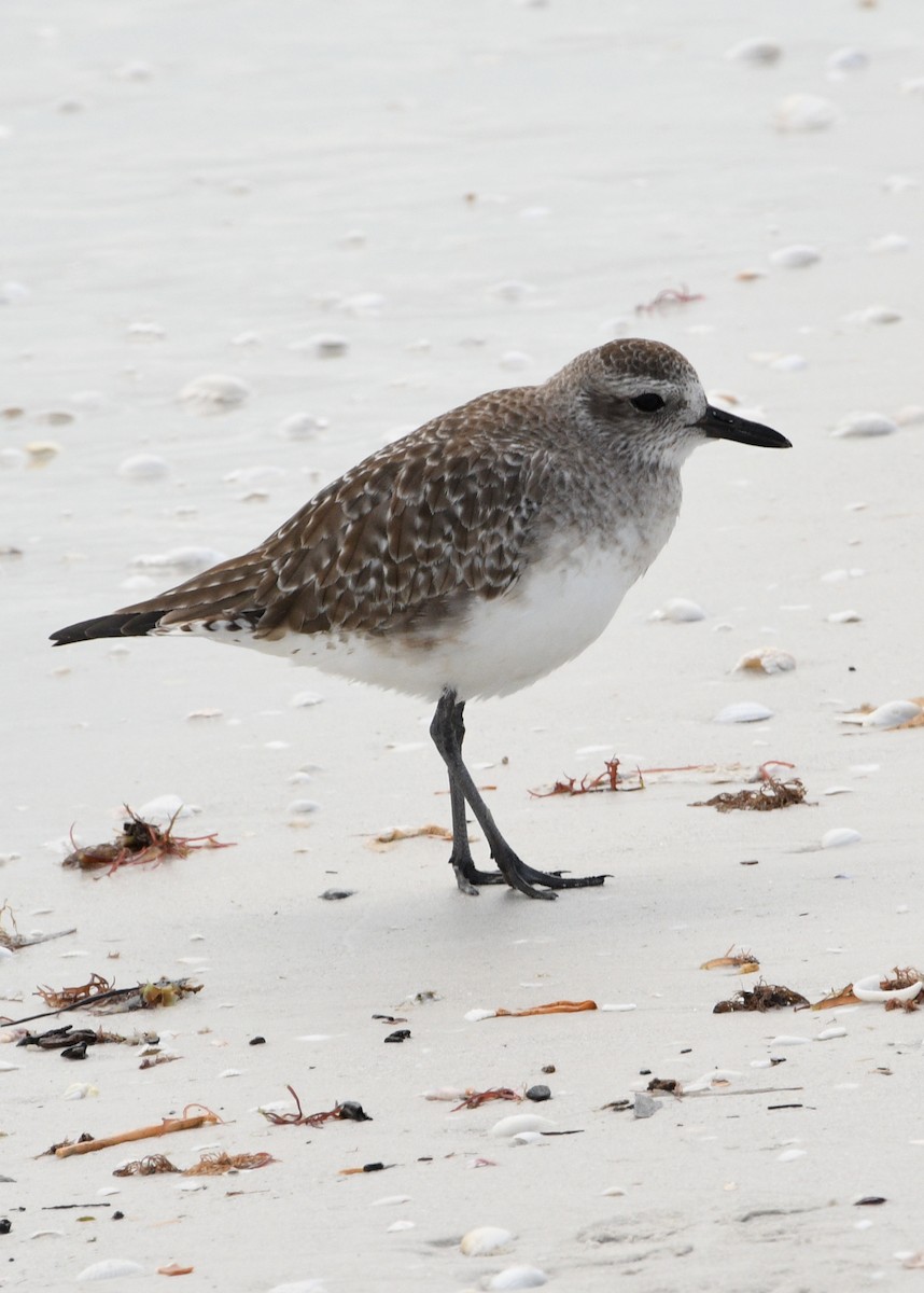 Black-bellied Plover - ML613655512