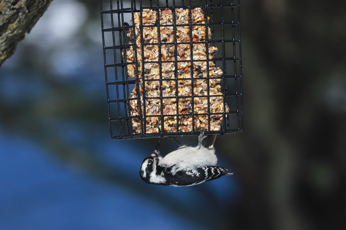 Hairy Woodpecker - Debra Rittelmann