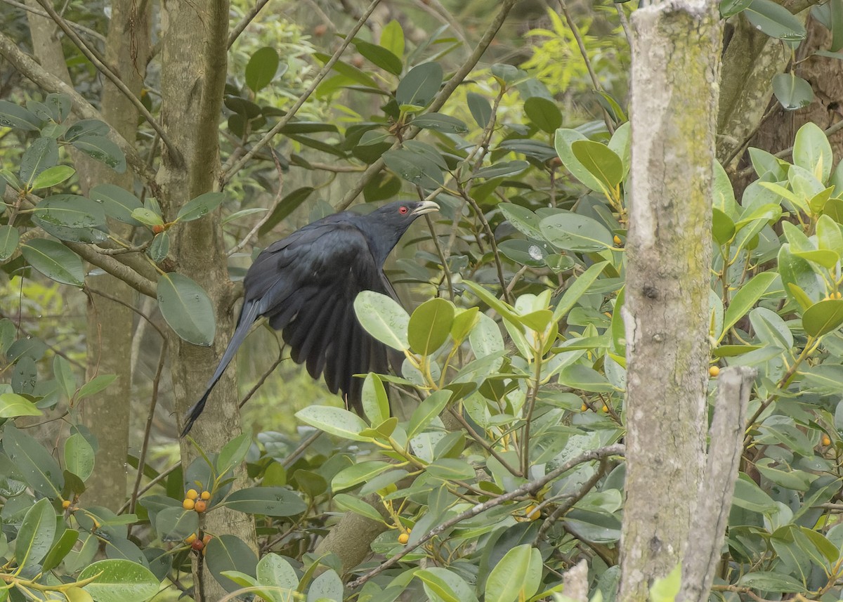 Pacific Koel - ML613655536