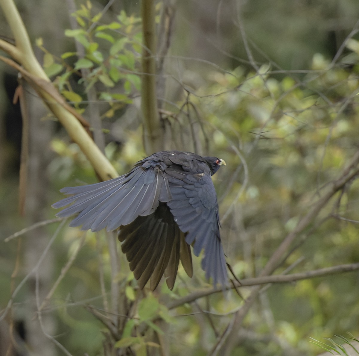 Pacific Koel - Bruce Ward-Smith