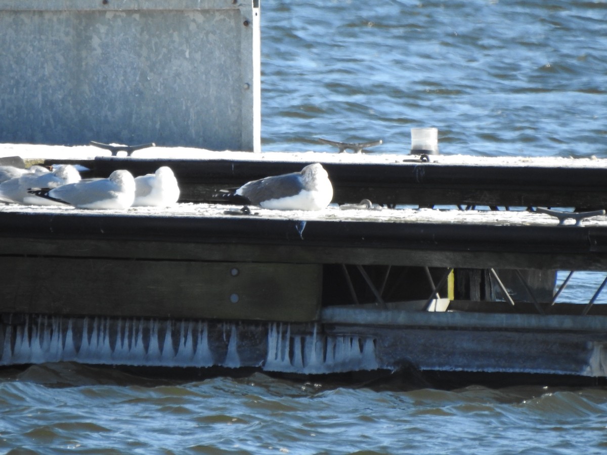 Lesser Black-backed Gull - ML613655546