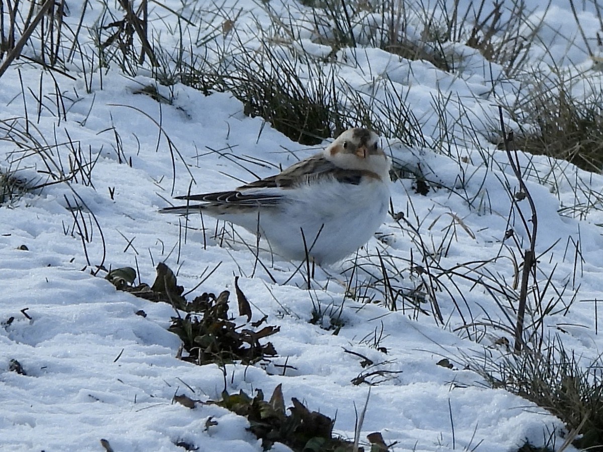 Snow Bunting - Keith Pflieger