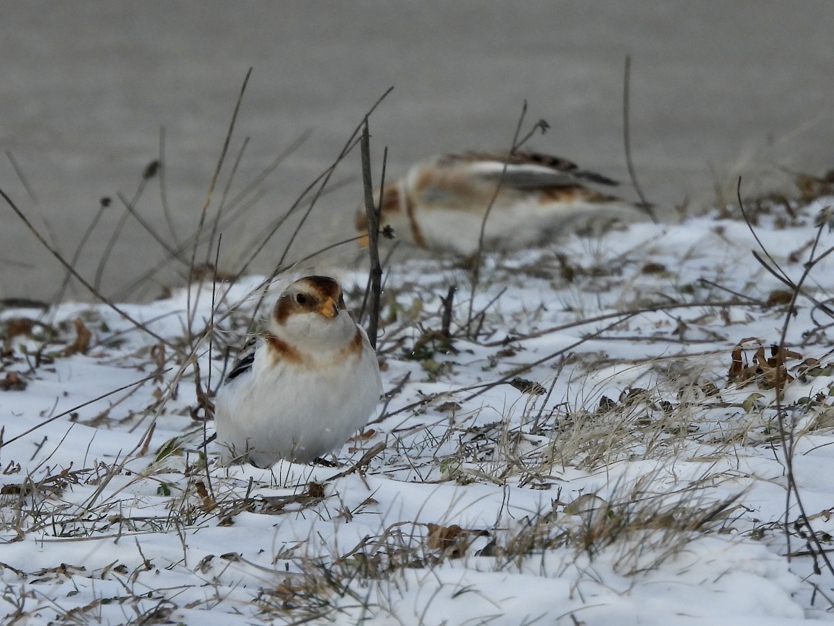 Snow Bunting - Keith Pflieger
