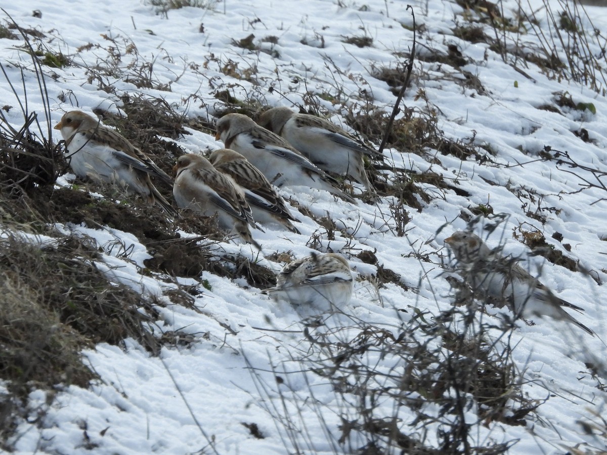 Snow Bunting - Keith Pflieger