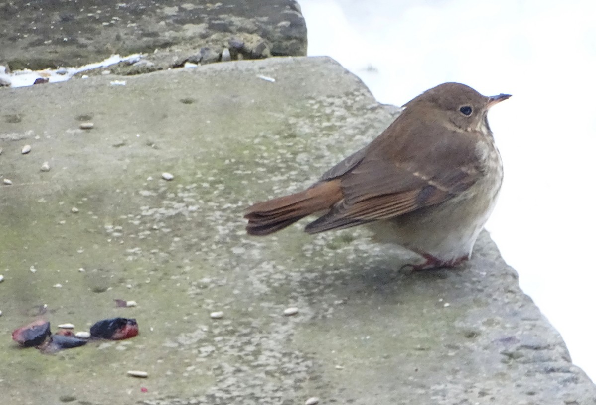 Hermit Thrush - ML613655605