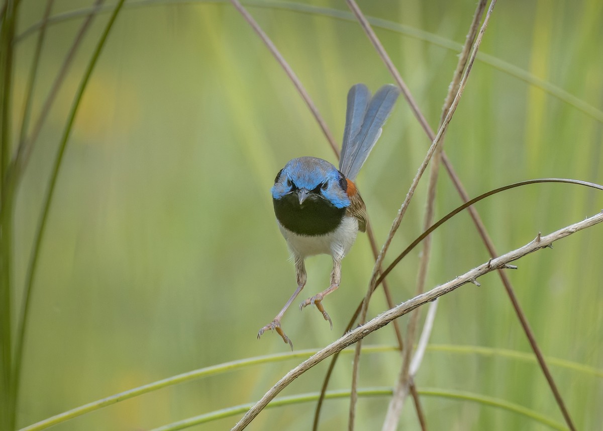 Variegated Fairywren - ML613655653