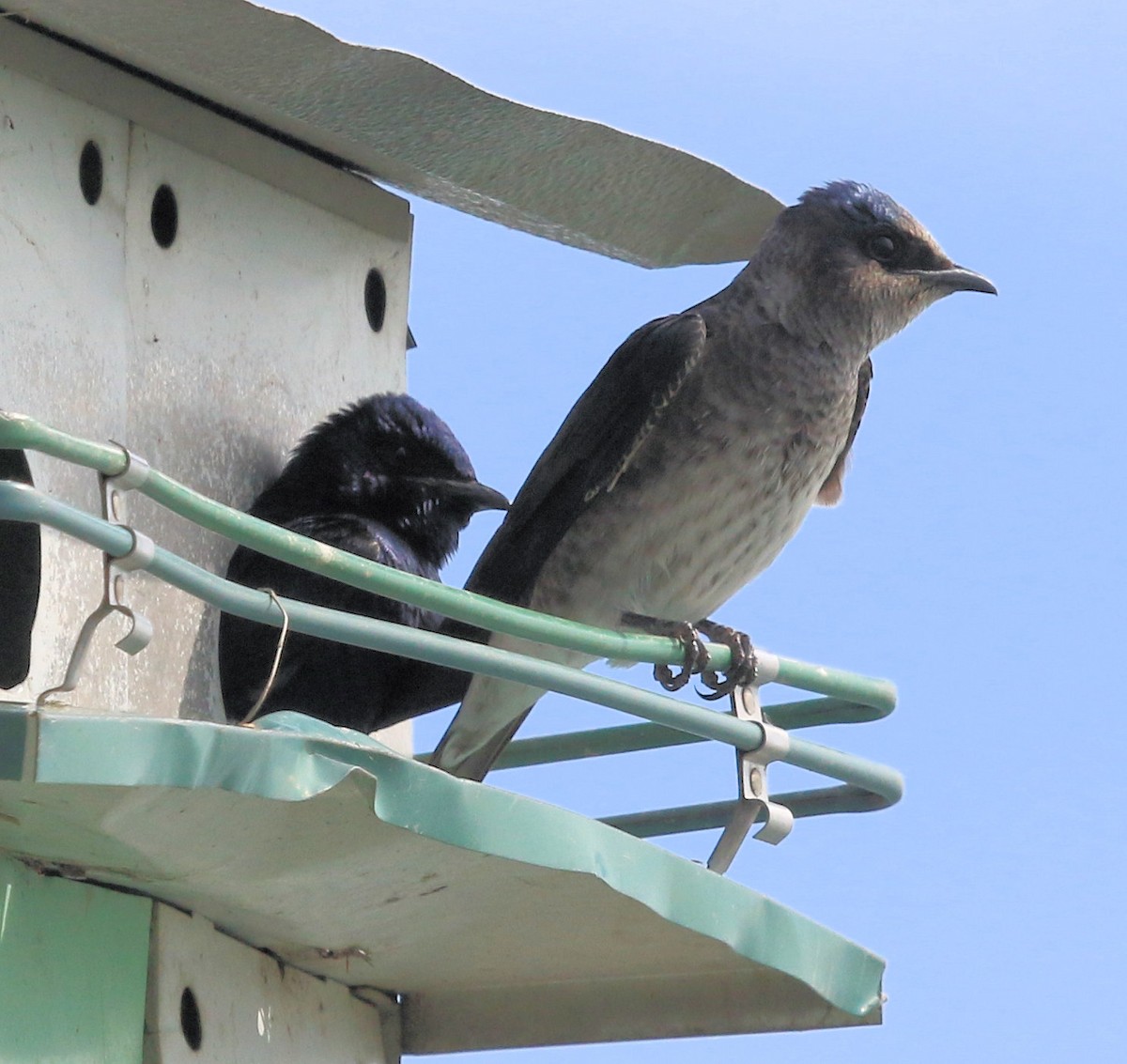 Purple Martin - Kernan Bell