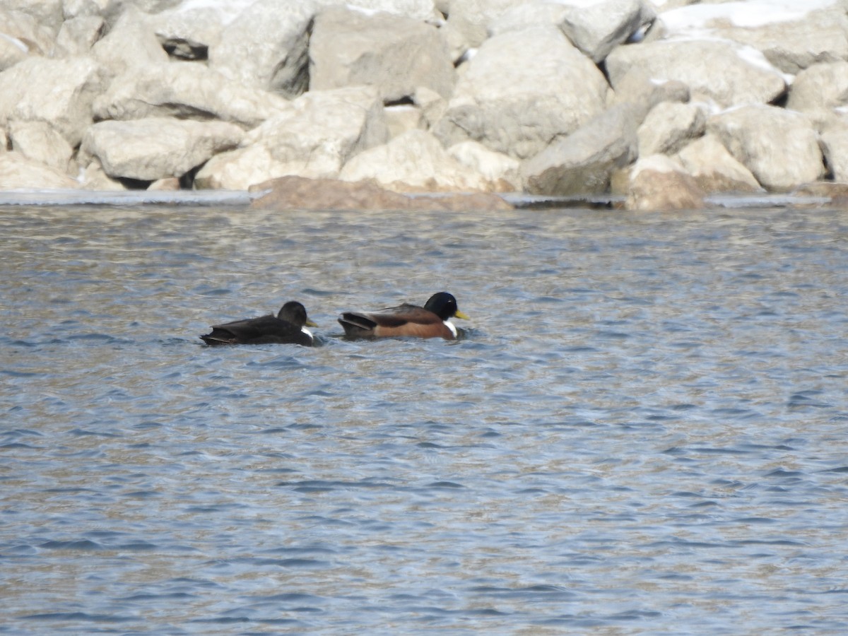 Mallard (Domestic type) - ML613655693