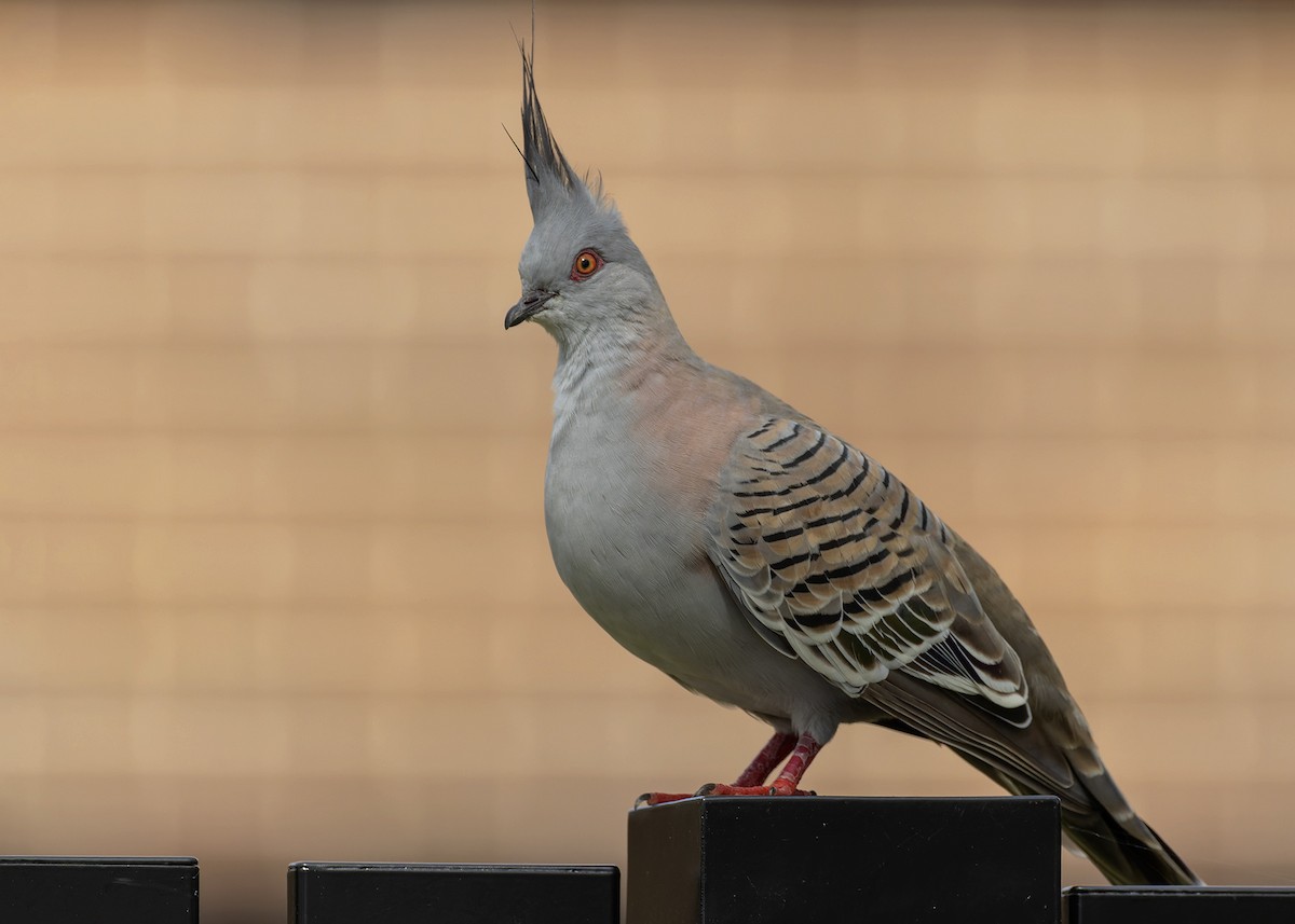 Crested Pigeon - ML613655706