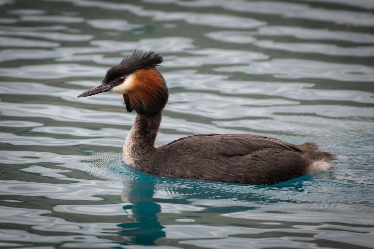 Great Crested Grebe - ML613655729