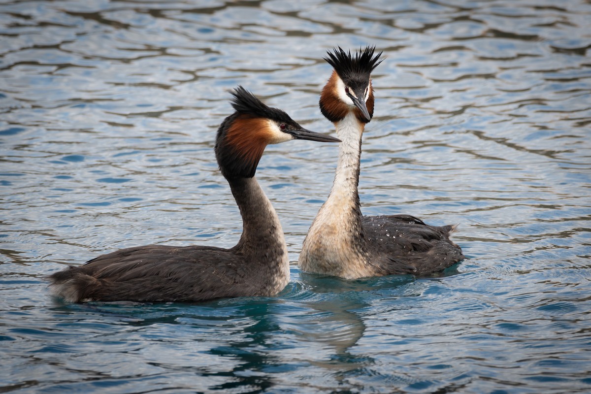 Great Crested Grebe - ML613655731