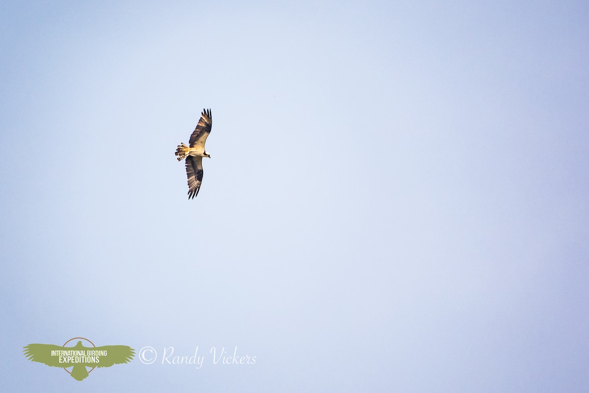 Osprey - Randy Vickers