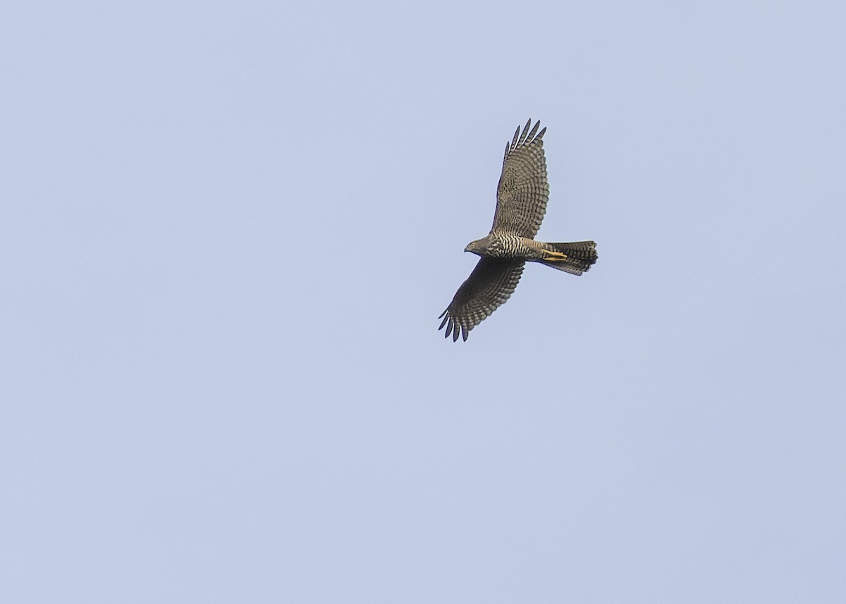 Brown Goshawk - ML613655788