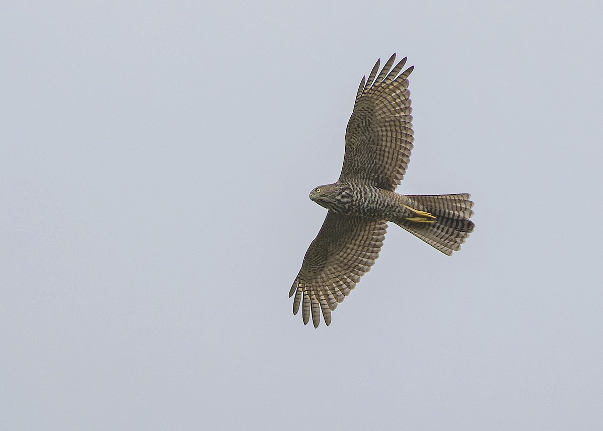 Brown Goshawk - ML613655789