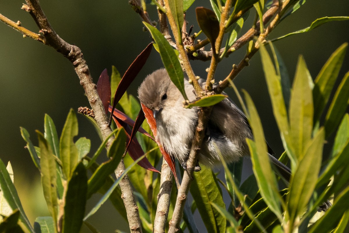 Bushtit - Roger Adamson