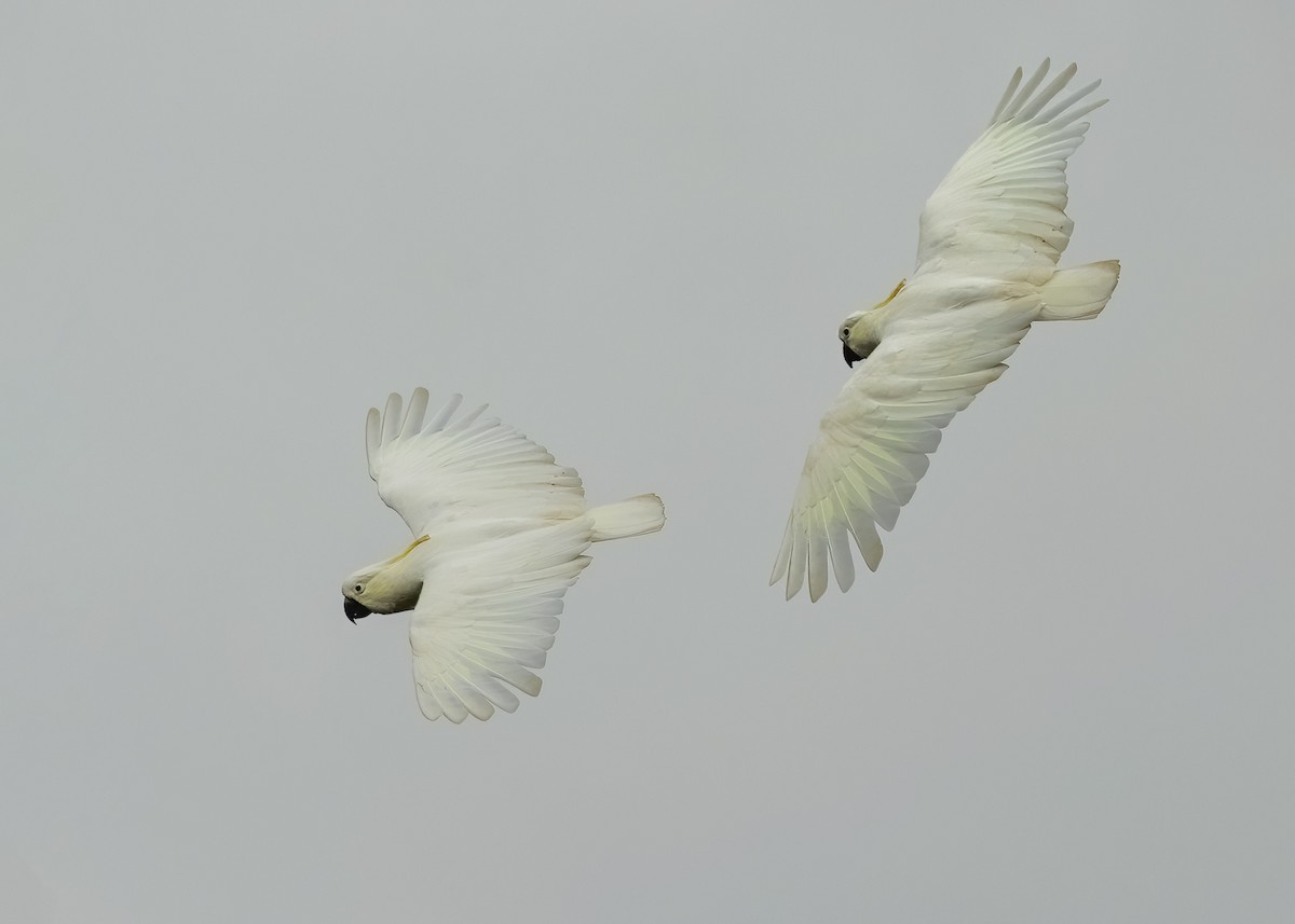 Sulphur-crested Cockatoo - ML613655810