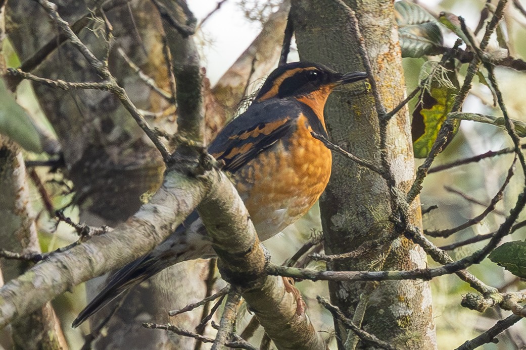 Varied Thrush - ML613655811