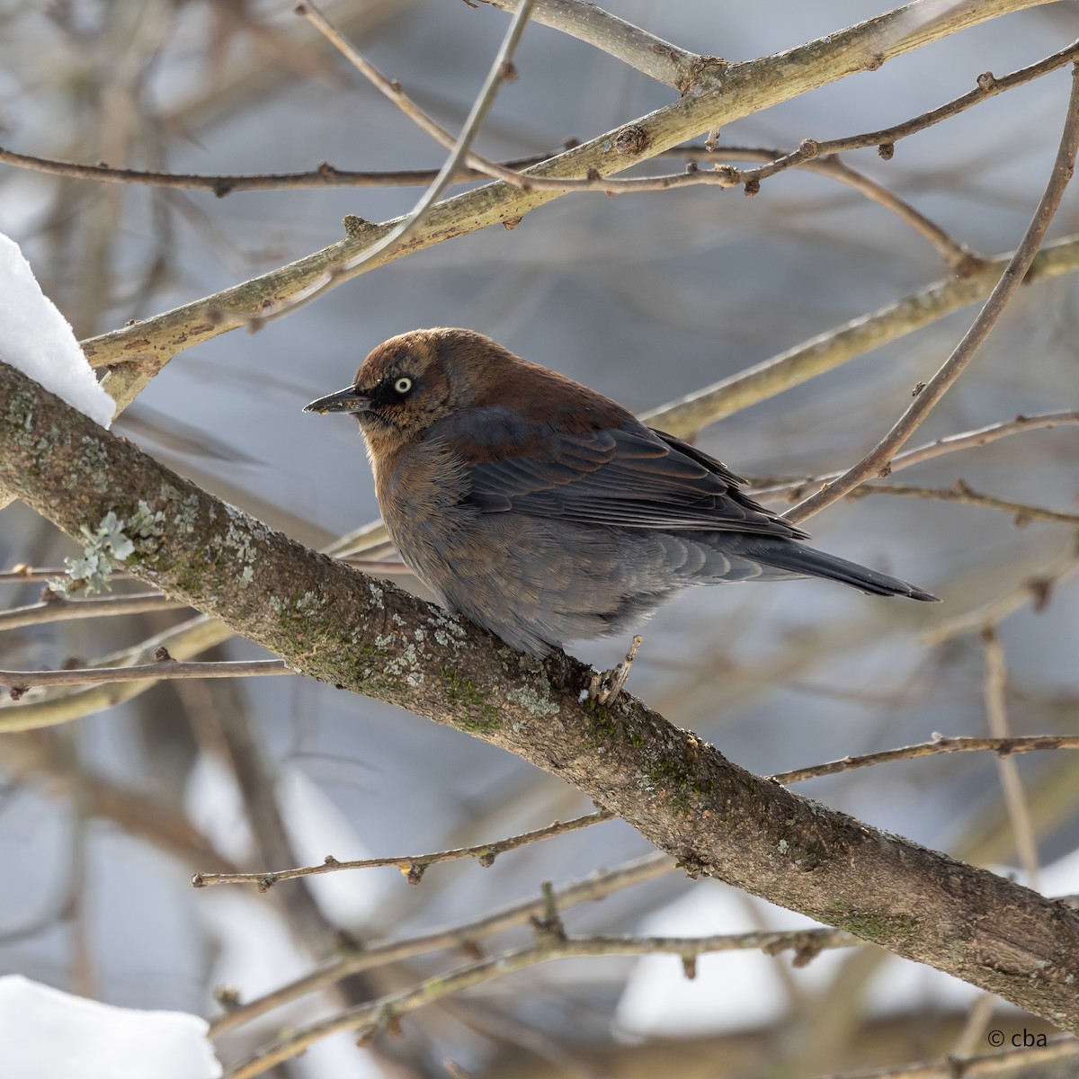 Rusty Blackbird - ML613655861