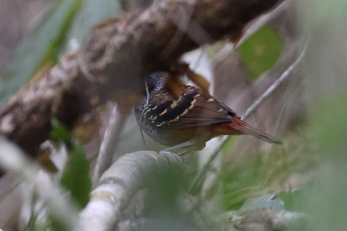 Scalloped Antbird - ML613655869