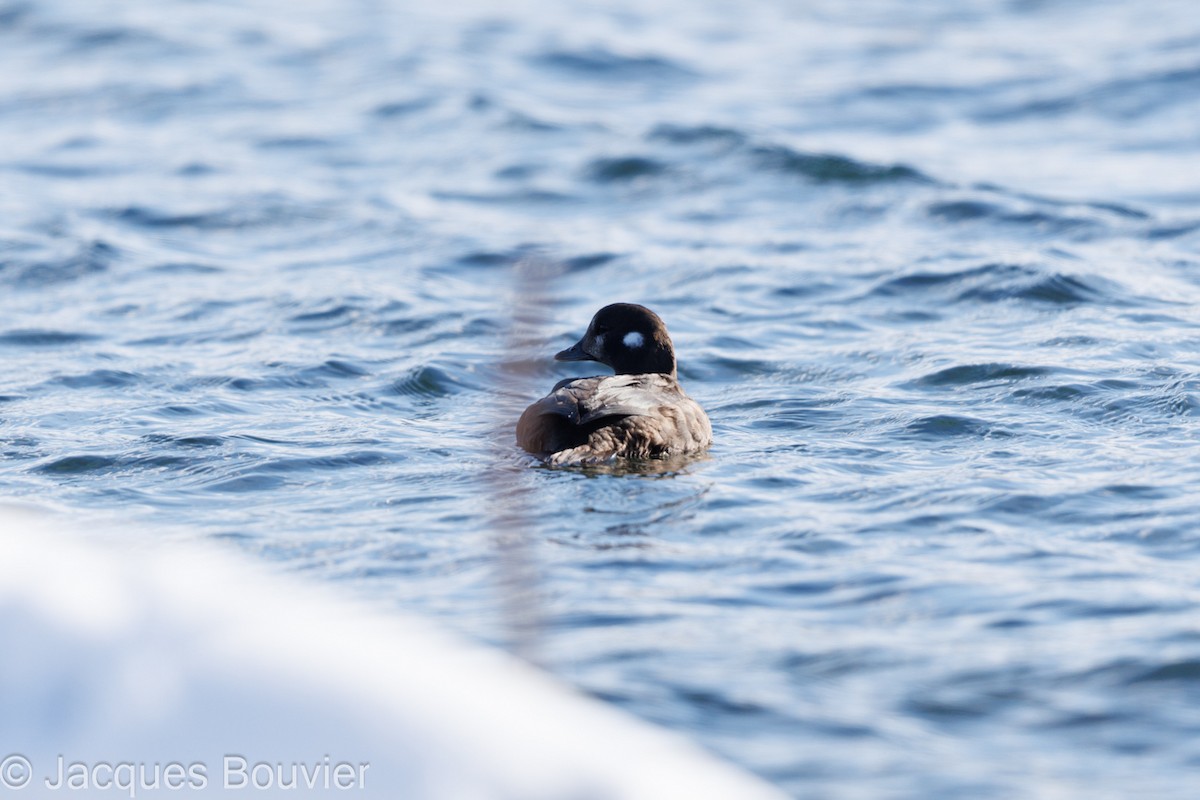 Harlequin Duck - ML613655887