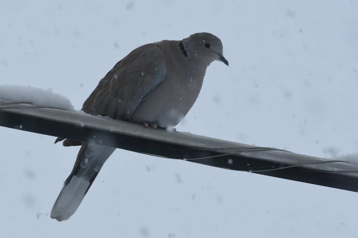 Eurasian Collared-Dove - ML613655888