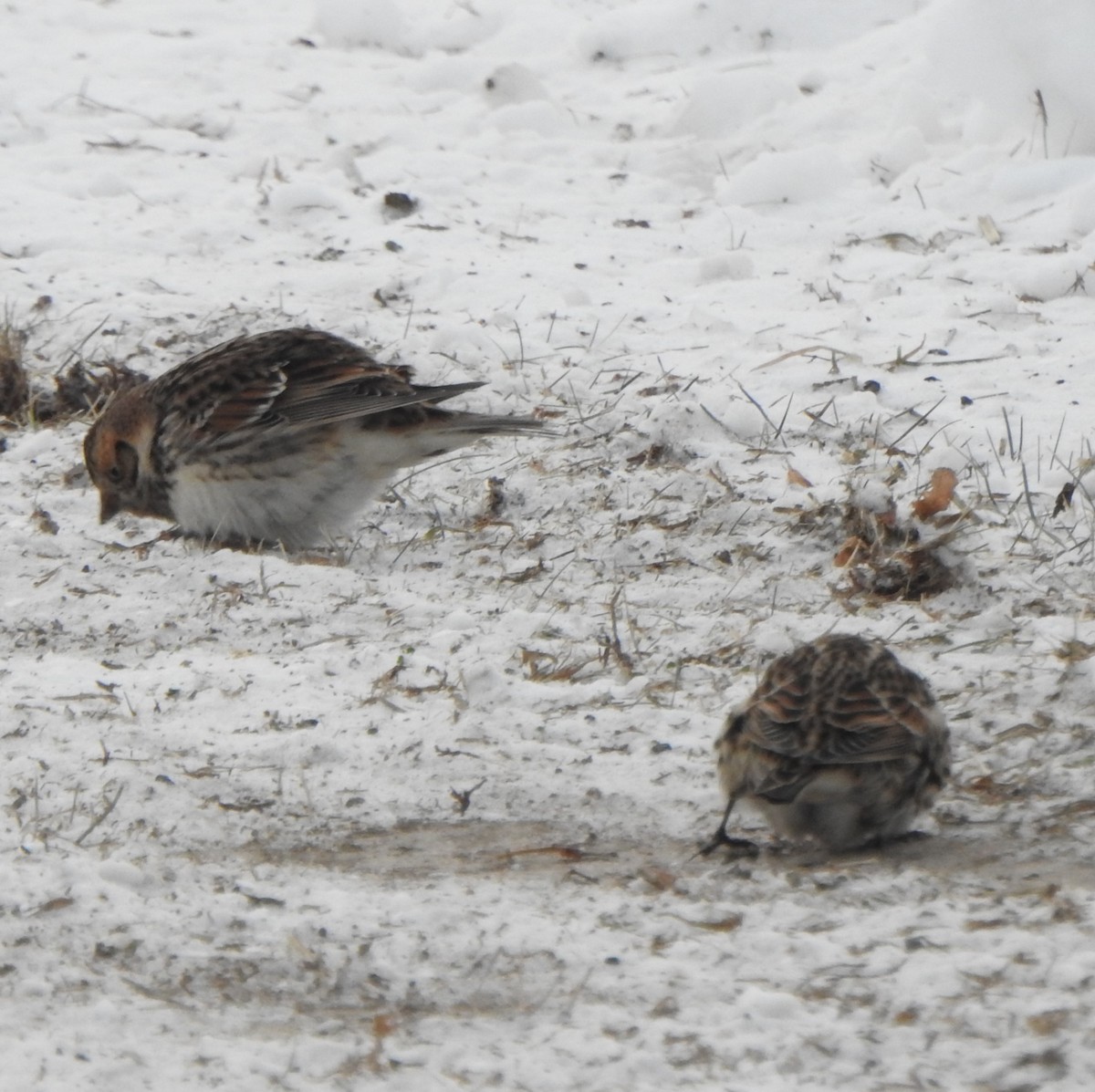 Lapland Longspur - Jean Lemoyne