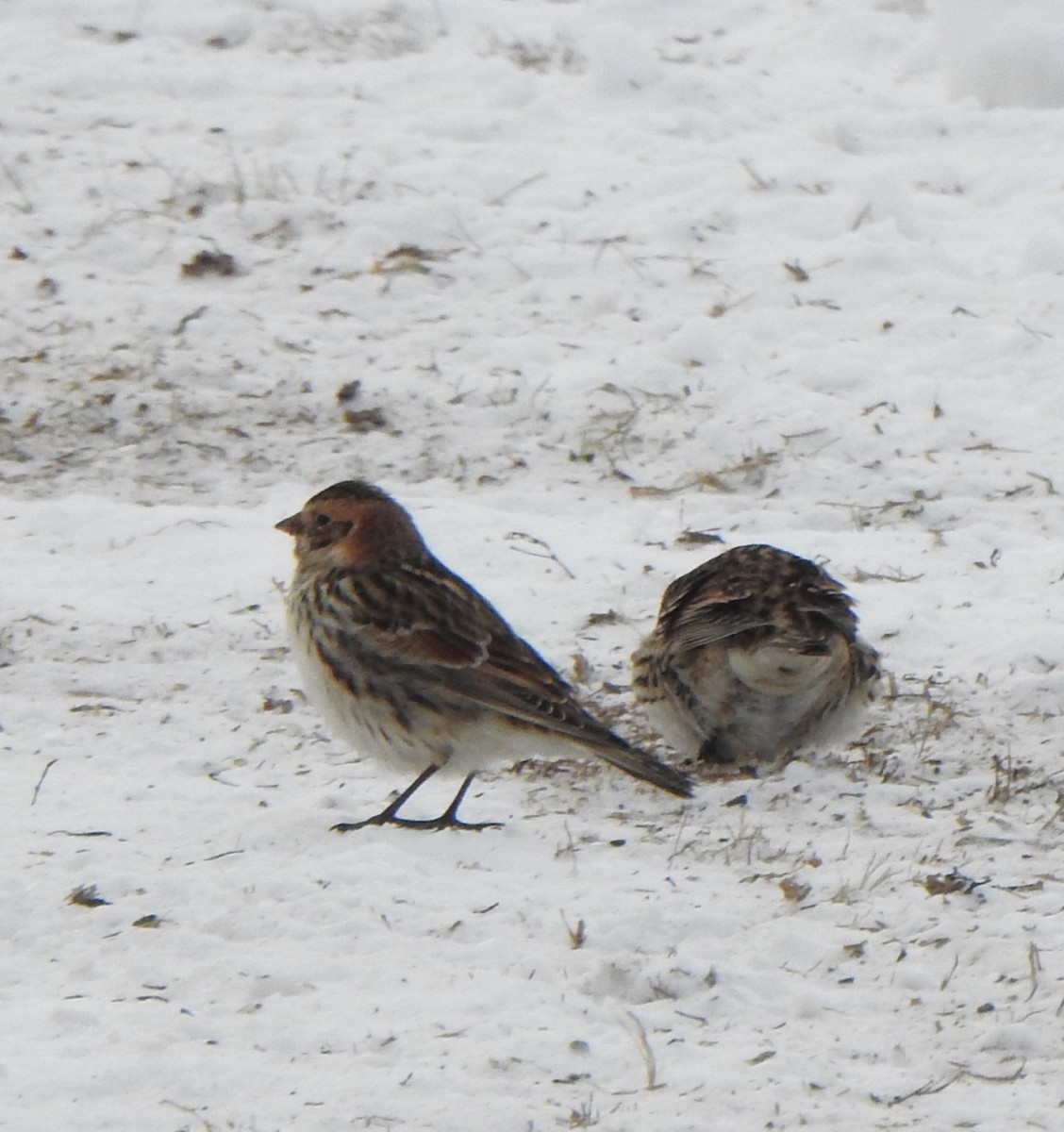 Lapland Longspur - Jean Lemoyne