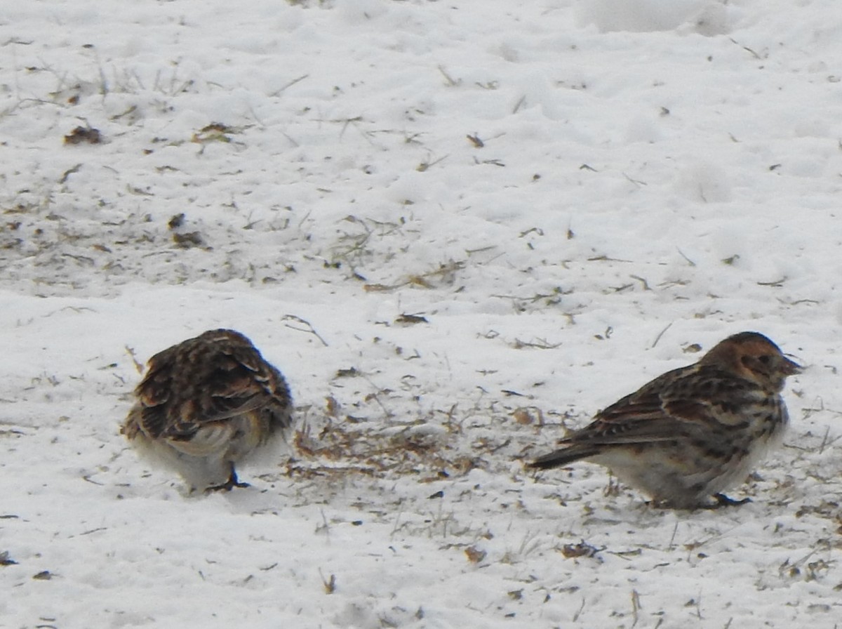 Lapland Longspur - Jean Lemoyne