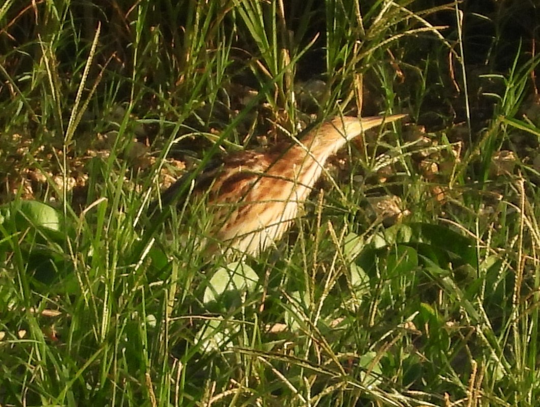 Yellow Bittern - ML613655928