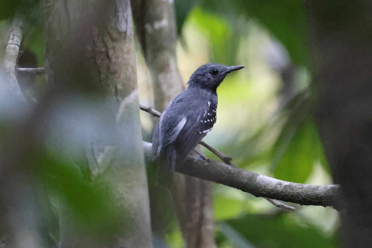 White-flanked Antwren (Silvery-flanked) - Charles Davies