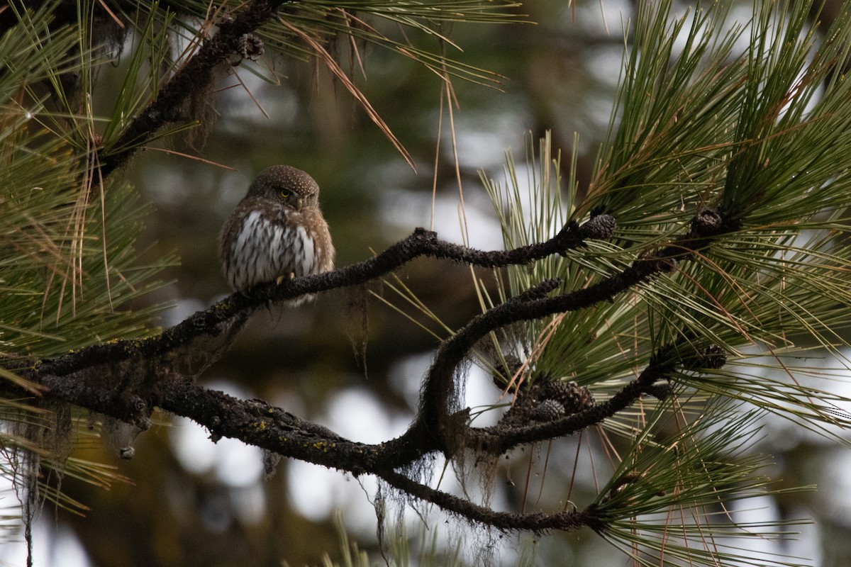 Northern Pygmy-Owl - ML613656007