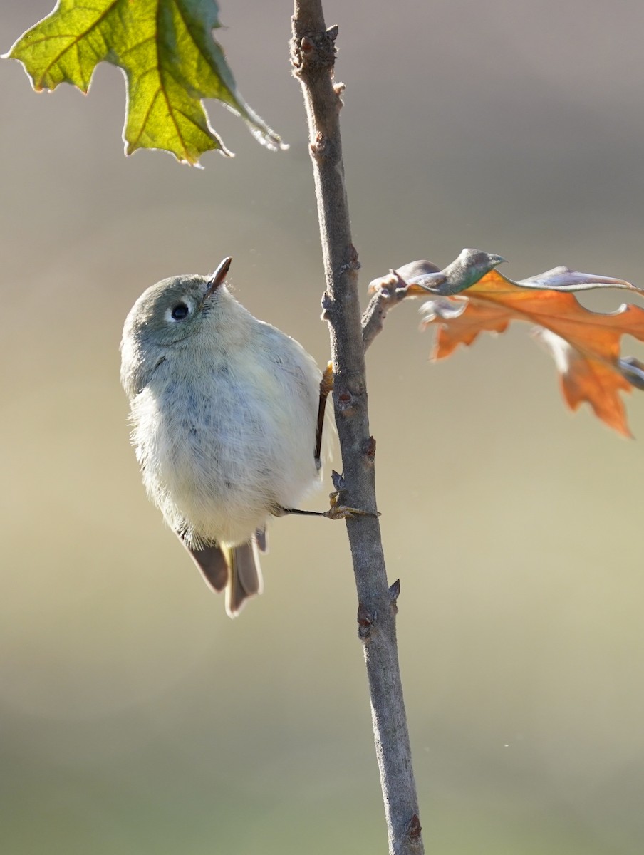 Ruby-crowned Kinglet - ML613656097