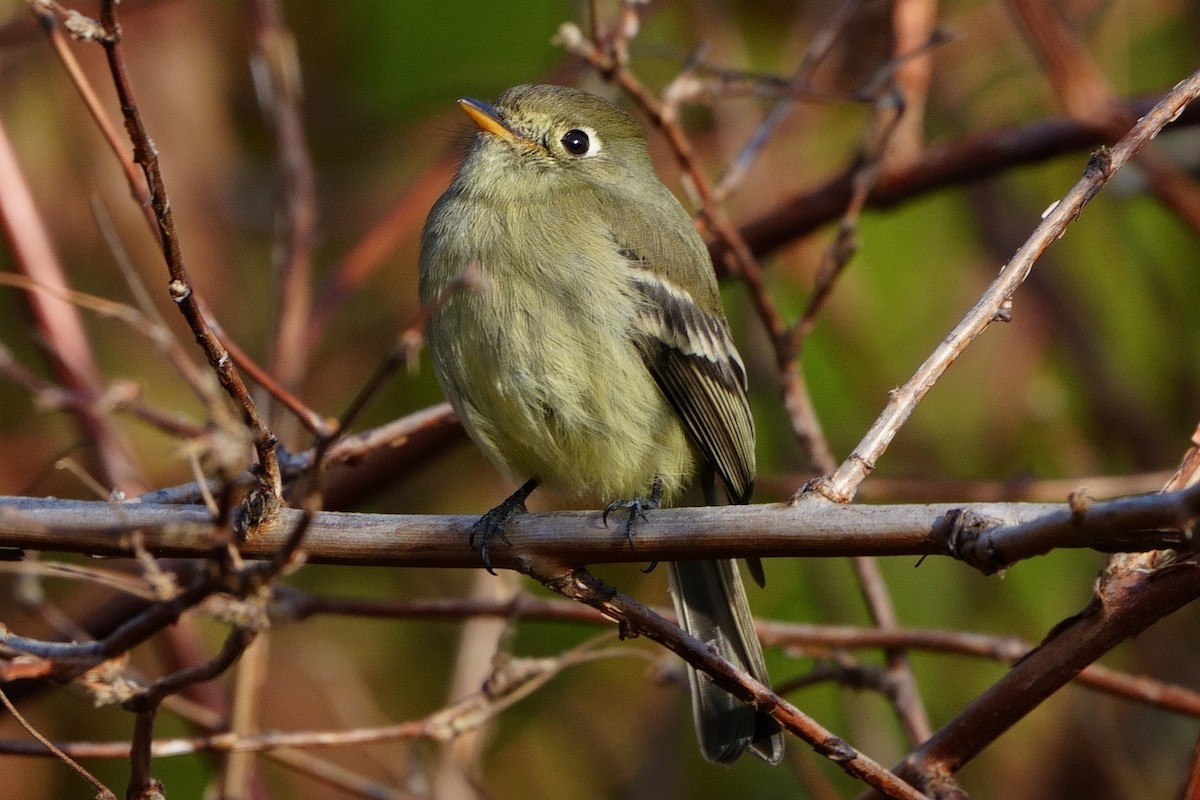 Pine Flycatcher - Gil Eckrich