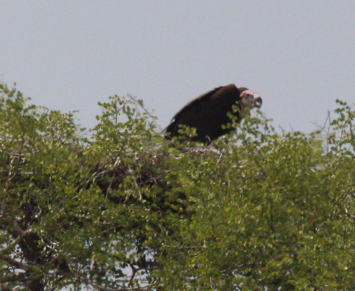 Lappet-faced Vulture - ML613656120
