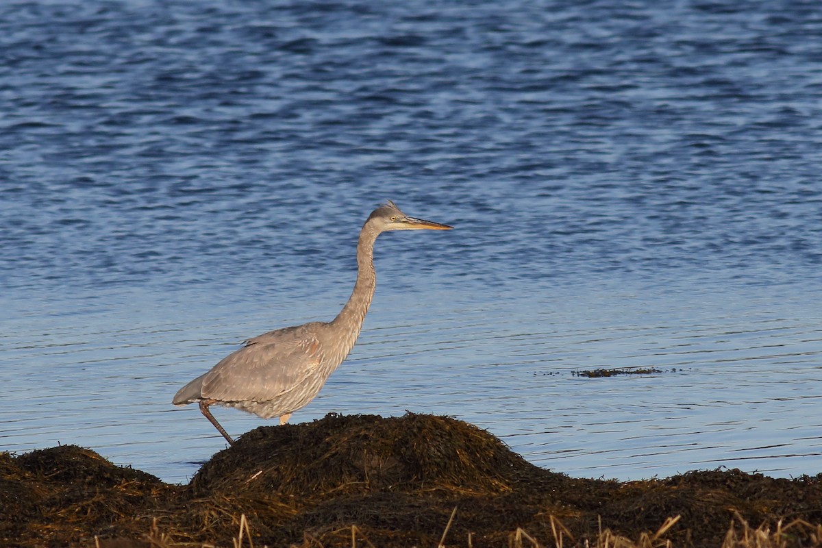 Great Blue Heron - ML613656121