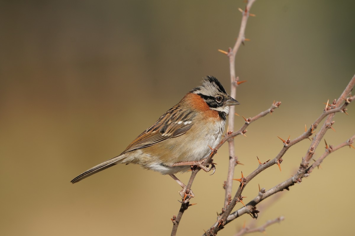 Rufous-collared Sparrow - Gil Eckrich