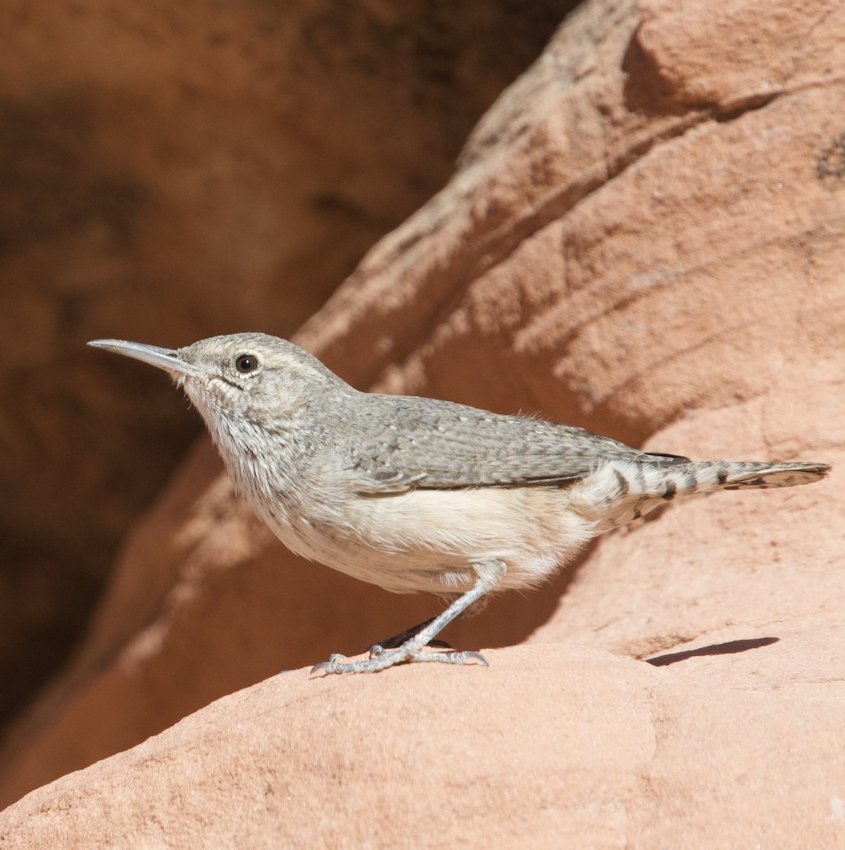 Rock Wren - ML613656159