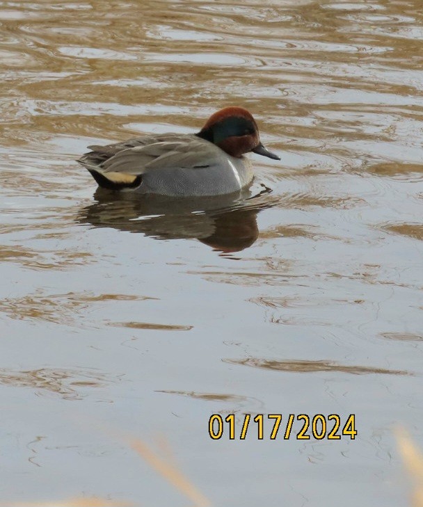 Green-winged Teal - ML613656178