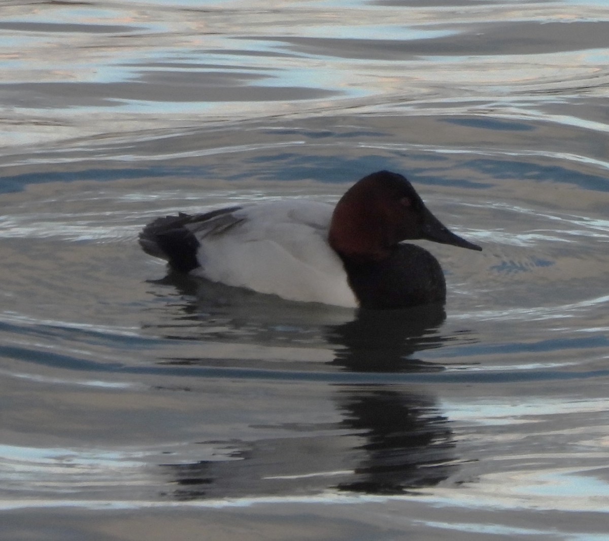 Canvasback - ML613656181