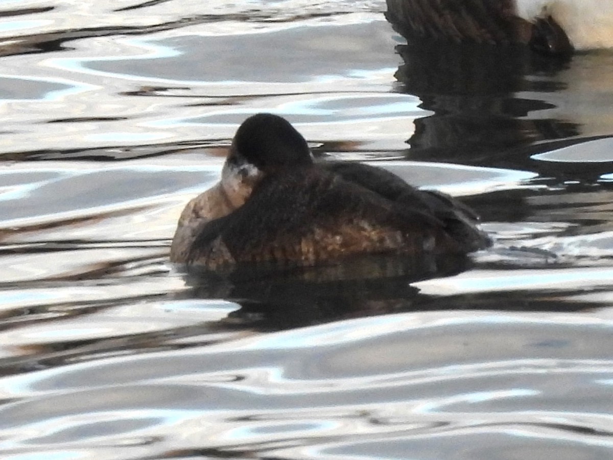 Ruddy Duck - ML613656197