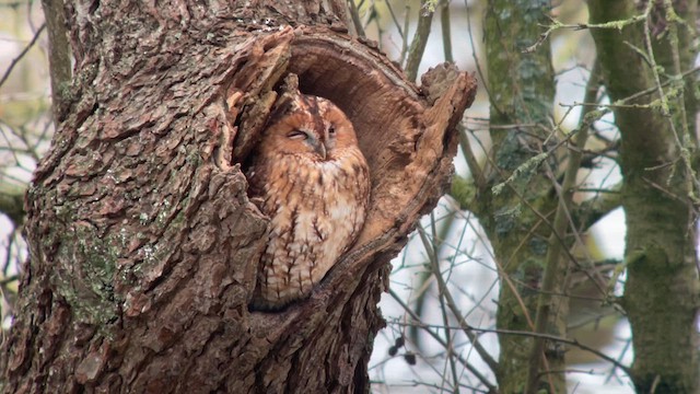 Tawny Owl - ML613656269