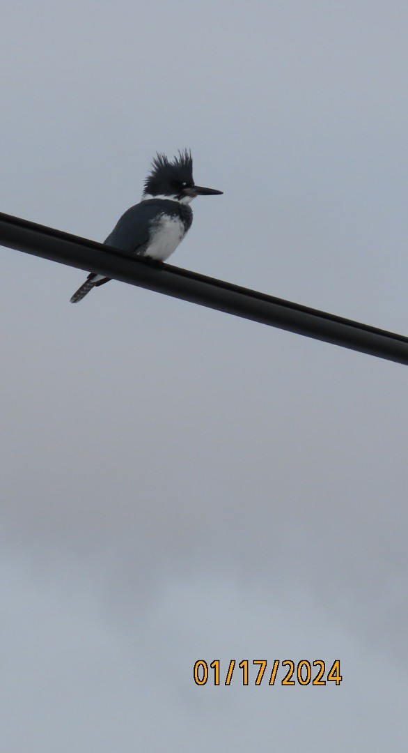 Belted Kingfisher - ML613656344