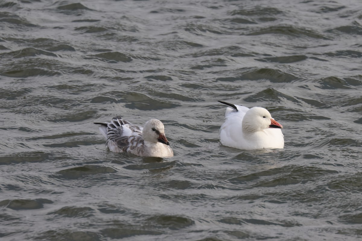 Snow Goose - ML613656346