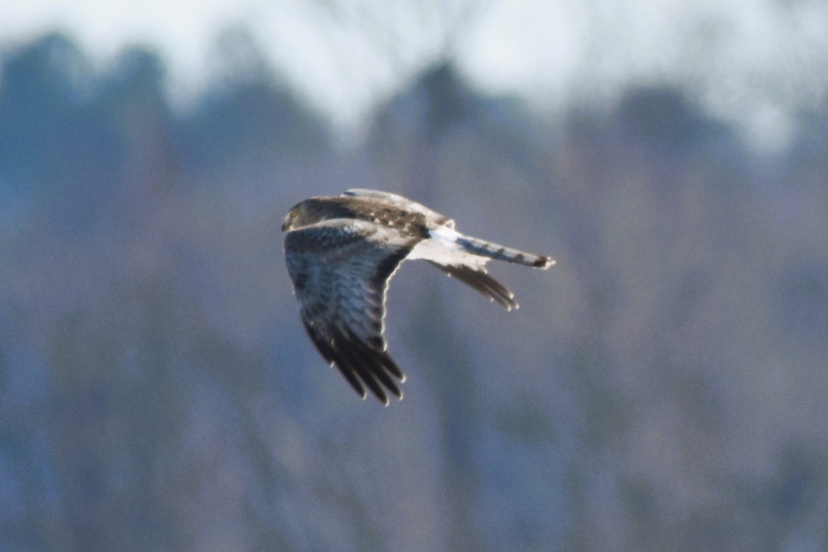 Northern Harrier - Mark Greene